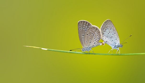 صور حيوانات اليفه - اجمل صور حيوانات لطيفة جدا 3440