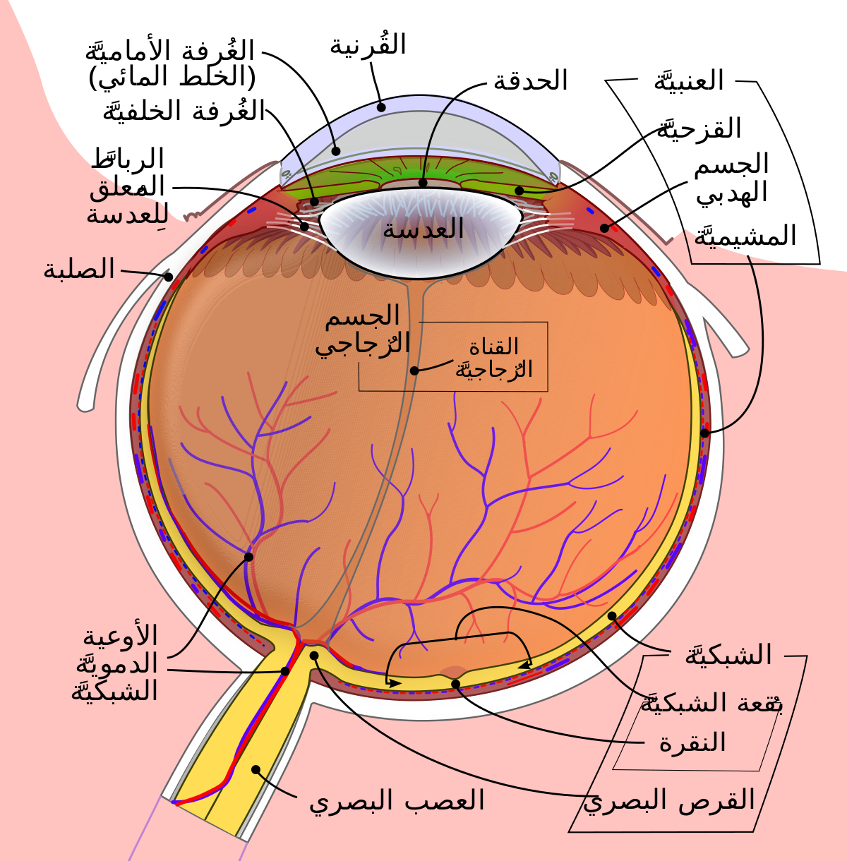 ما ابدع الله - تركيب العين البشرية بالصور 8188