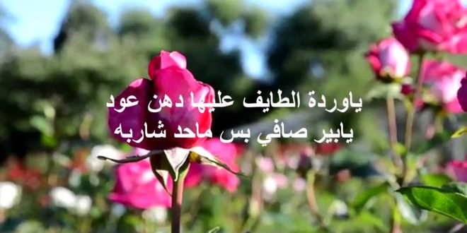 شعر عن الورد - اجمل ما قيل عن الورد وجماله الطبيعي 👇 3938 12