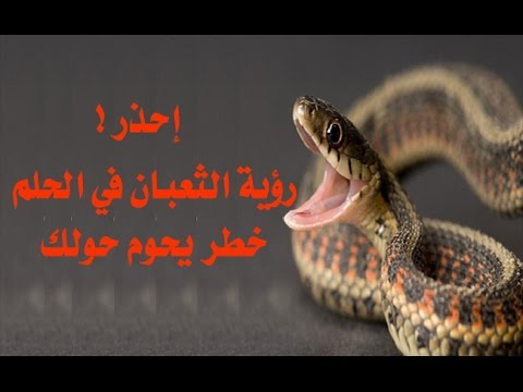 الثعبان في المنام - ماذا يدل رؤيتى للافعي بالحلم 513 2