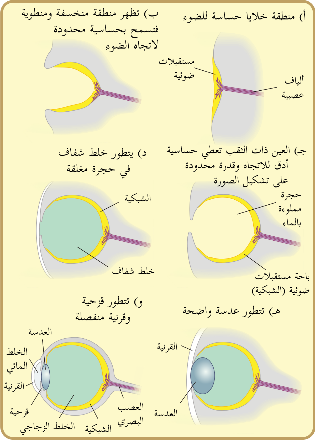 ما ابدع الله - تركيب العين البشرية بالصور 8188 2