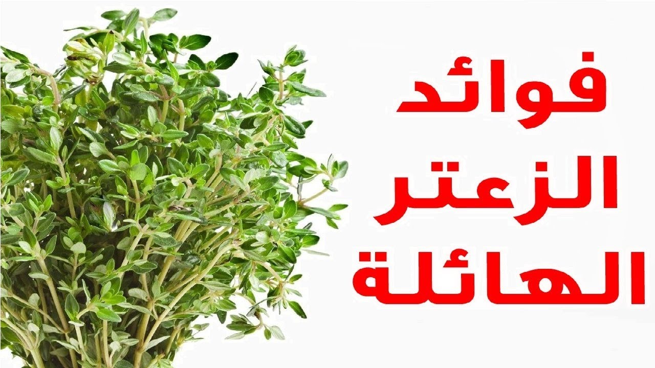 فوائد الزعتر 3833 3