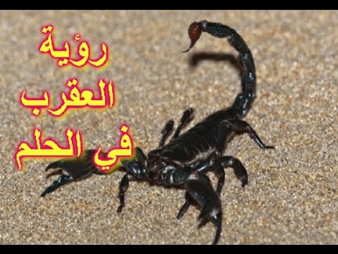 تفسير حلم العقرب السوداء