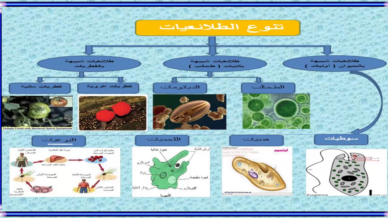 تعرف على علم الكائنات الحية - مقدمة عن الاحياء 7947 1