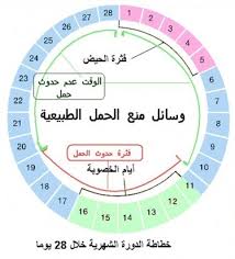 الايام المناسبة للحمل بعد الدورة الشهرية - معلومات عن الحمل 1327 2