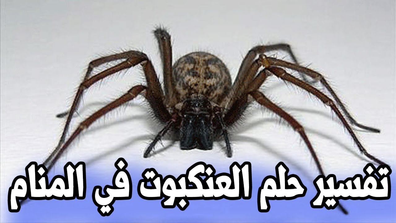 رؤية العنكبوت الاسود في المنام