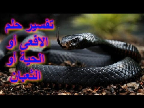 الثعبان في المنام - ماذا يدل رؤيتى للافعي بالحلم 513 1