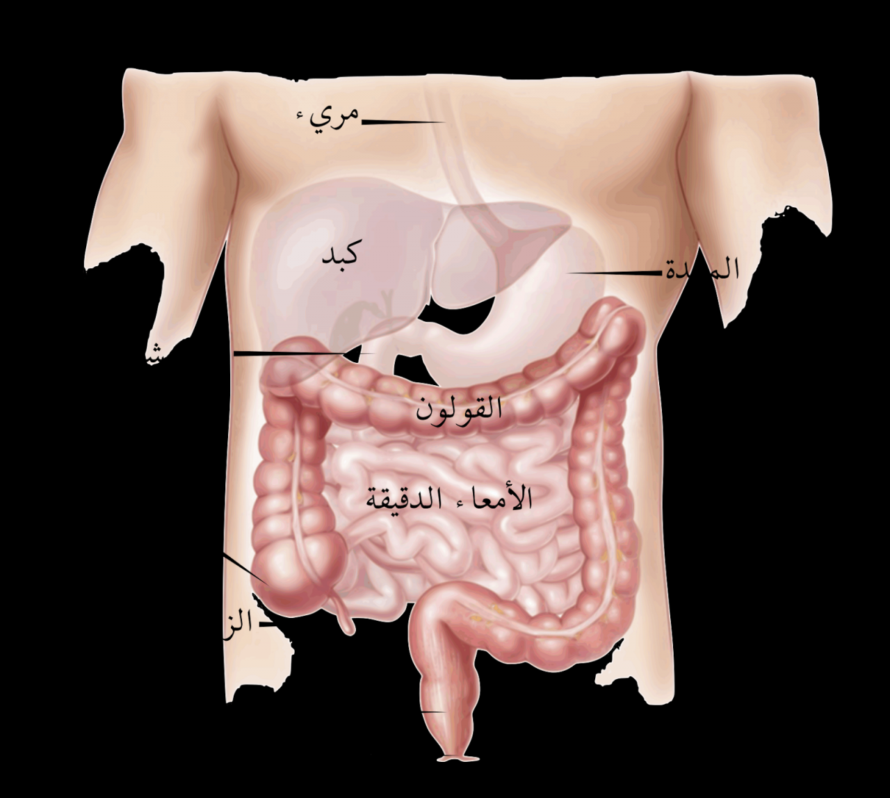 كيف يكون الم القولون العصبي , الم بدون علاج