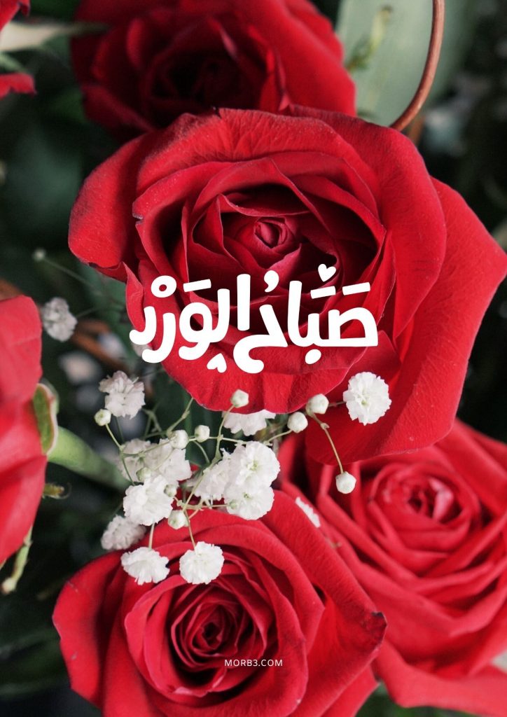 صور صباح الورد ، احلي نهار سعيد علينا 743 6