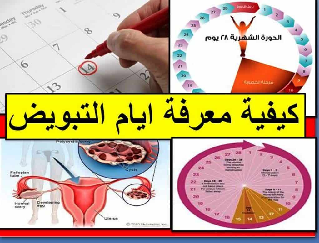 متى تكون ايام الاباضة , افضل فترة لحدوث الحمل