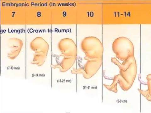 الحمل في الاسبوع الاول - اعرفي ازاى تحافظي علي نفسك من الاول 👇 8643 7