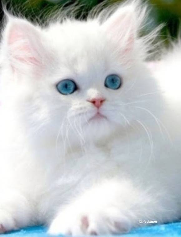 قطط جميلة , صور و خلفيات لقطط جميلة عالم ستات