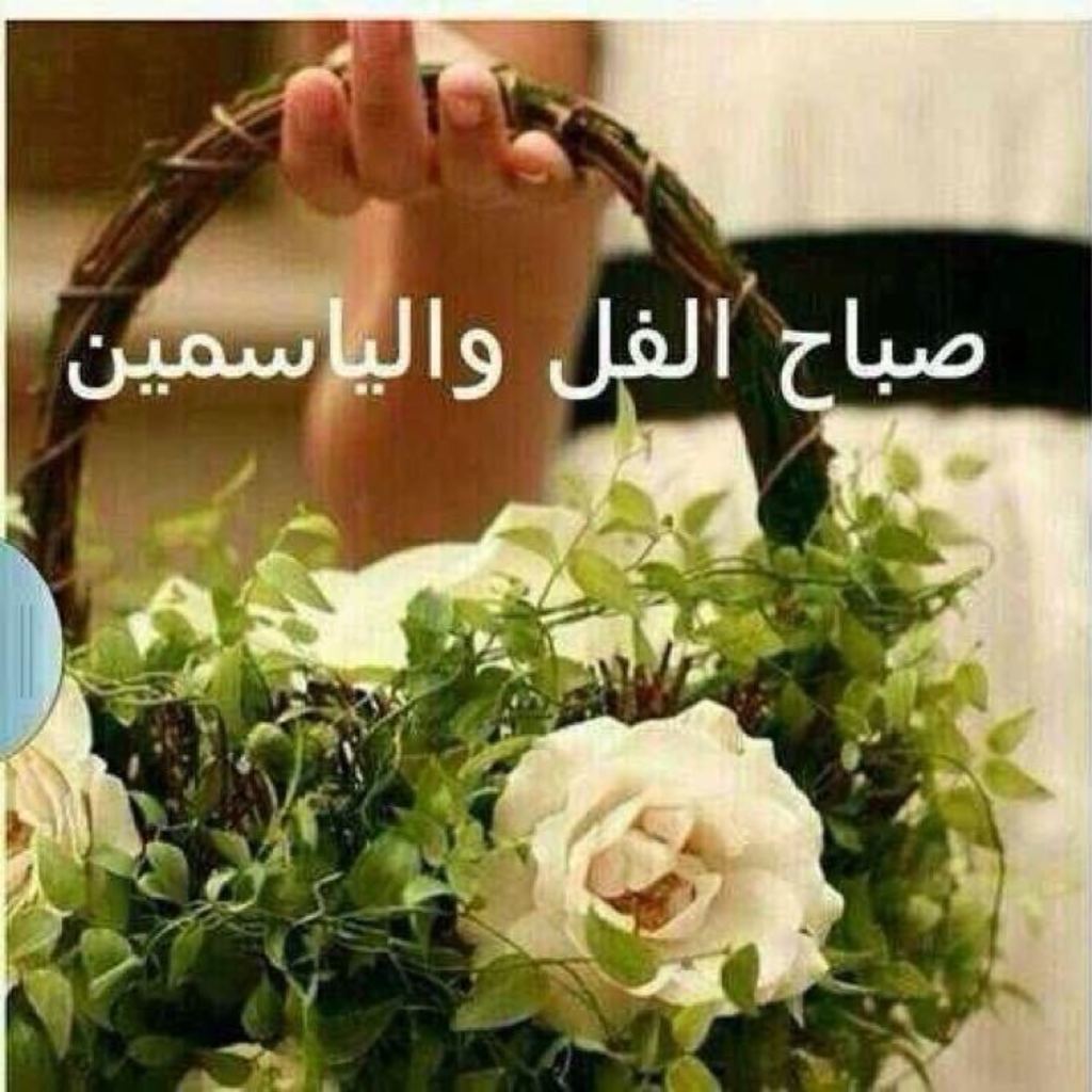 صور صباح الفل , صباح يحمل معاني الحياه الرائعه